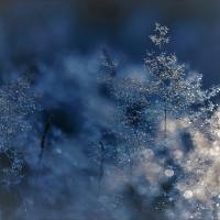 Frozen Ice